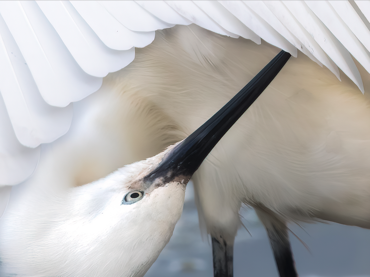 Lecture: Birds of Cornwall